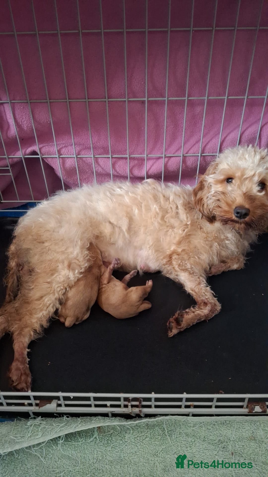 Cockapoo dogs for sale: Beautiful F1b cockapoo puppies  - Image 7