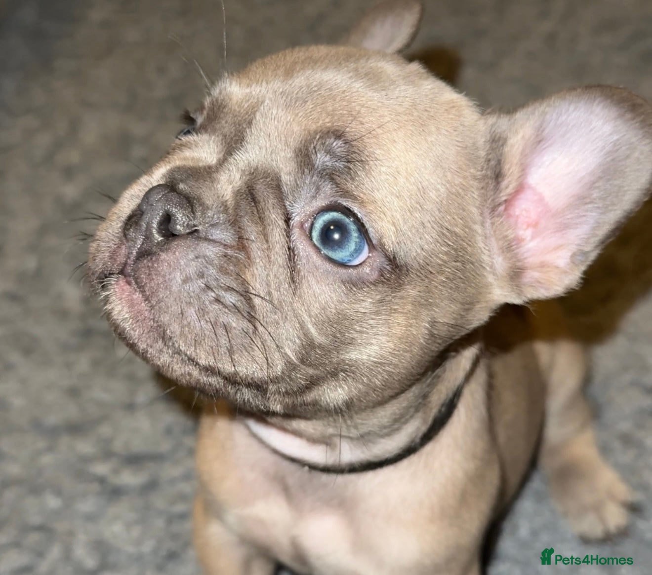 French Bulldog dogs 5 boys and 3 girls - DEPOSITS BEING TAKEN - Advert 11