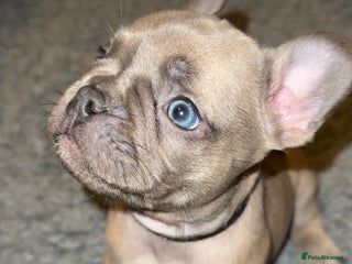 French Bulldog dogs 5 boys and 3 girls - DEPOSITS BEING TAKEN - Advert 11
