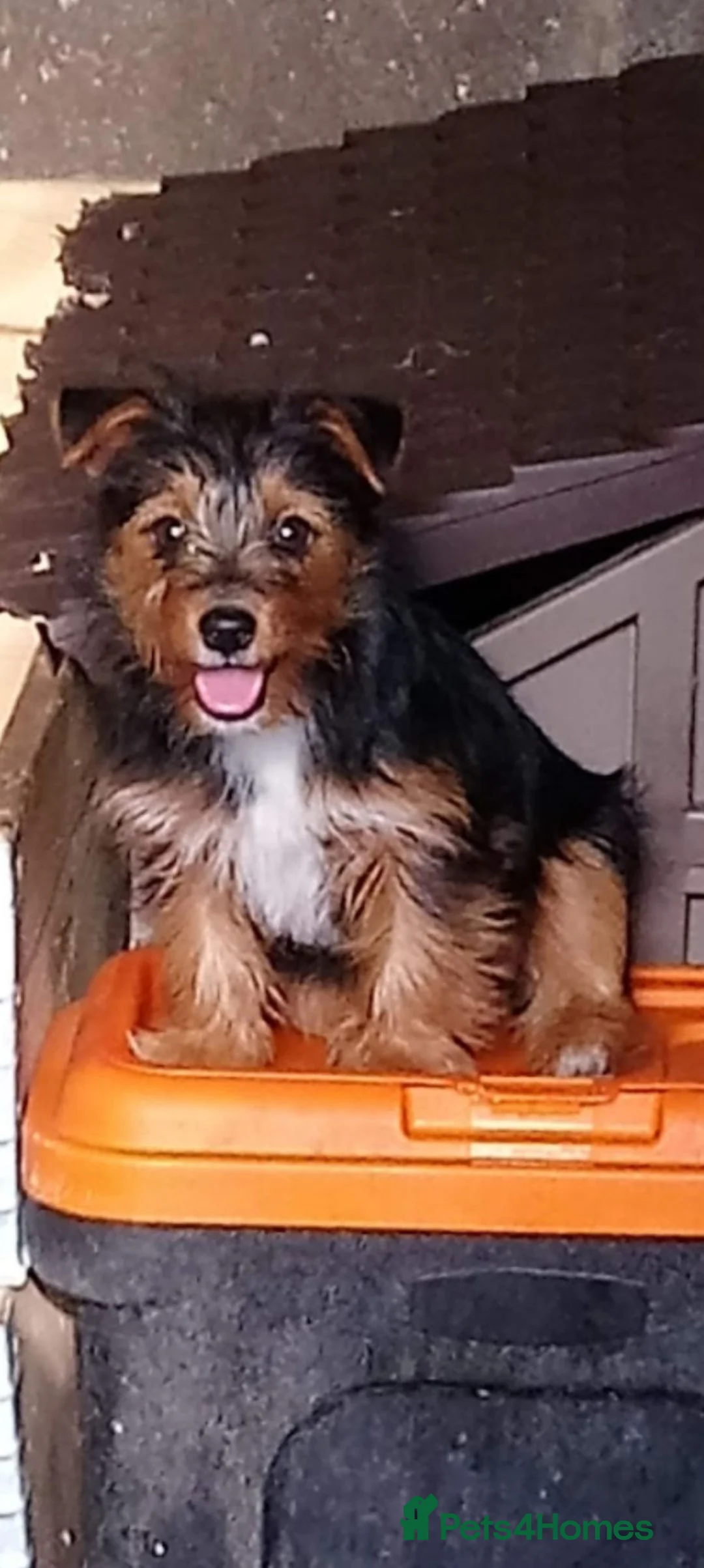 Mixed Breed dogs for sale: Jack Russell x yorkies in Poole - Advert 4