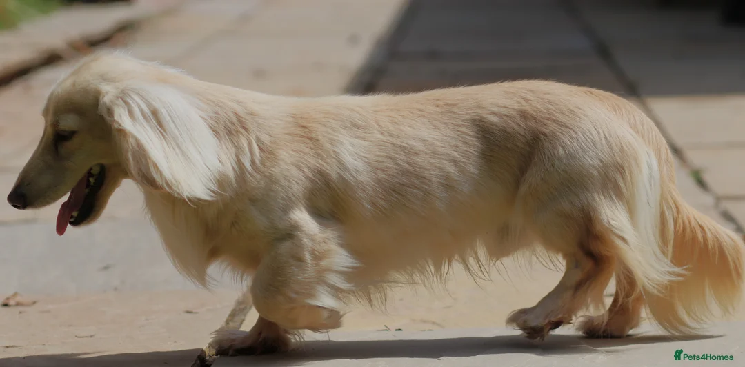 Miniature Dachshund dogs for stud: Long Haired Cream, no dilute, Pra Clear, Kc Regg - Advert 10