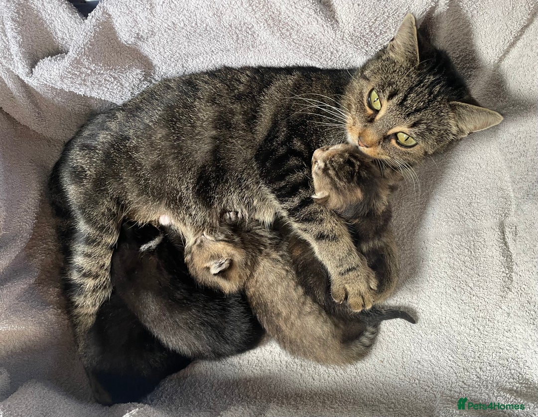 Mixed Breed cats for sale: Mixed Breed Kittens  - Image 1