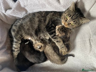 Mixed Breed cats - Advert 3