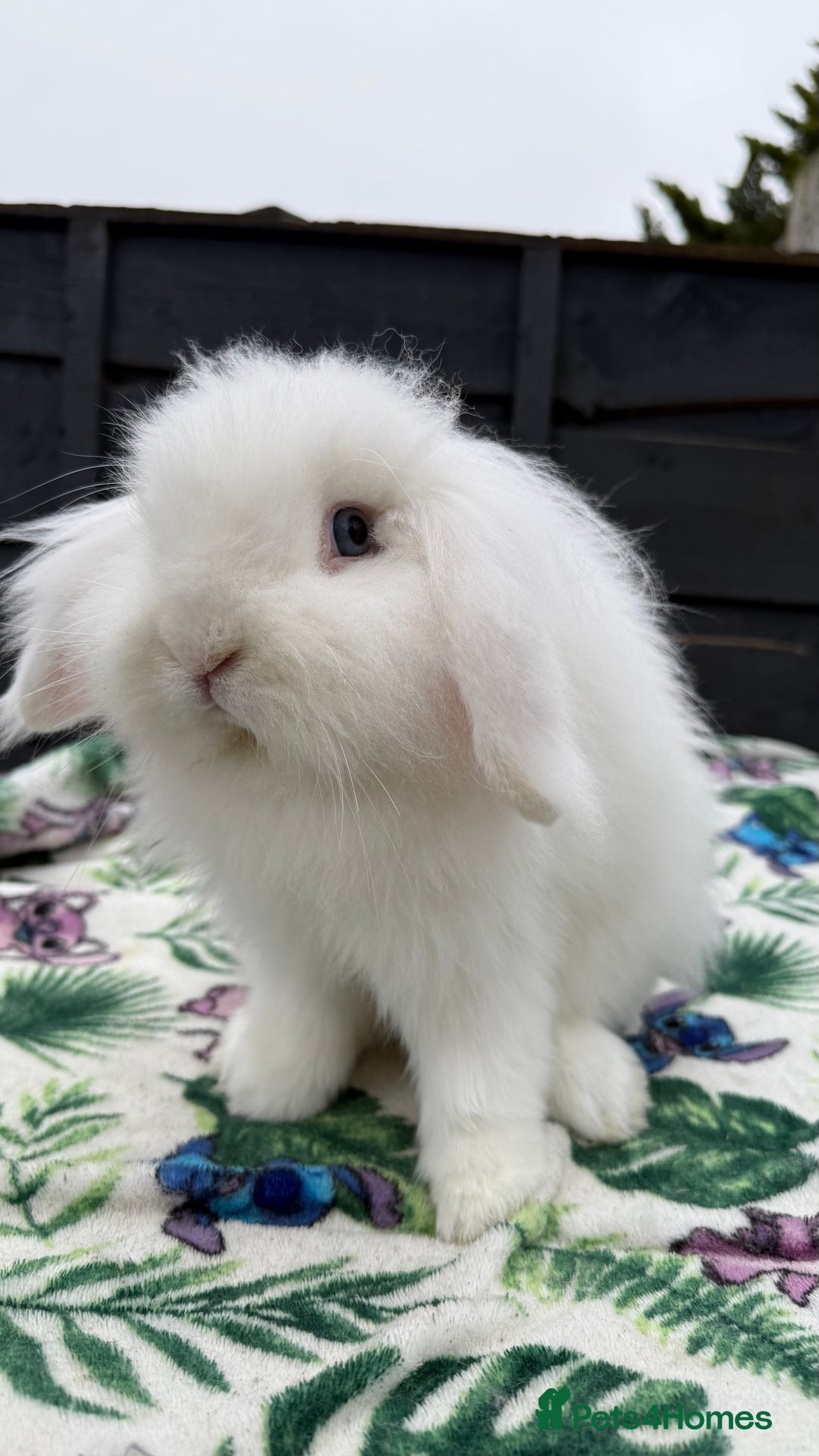 Mini Lion Lop rabbits for sale: Super Sweet, Beautiful Blue Eyed White Boy - Advert 3