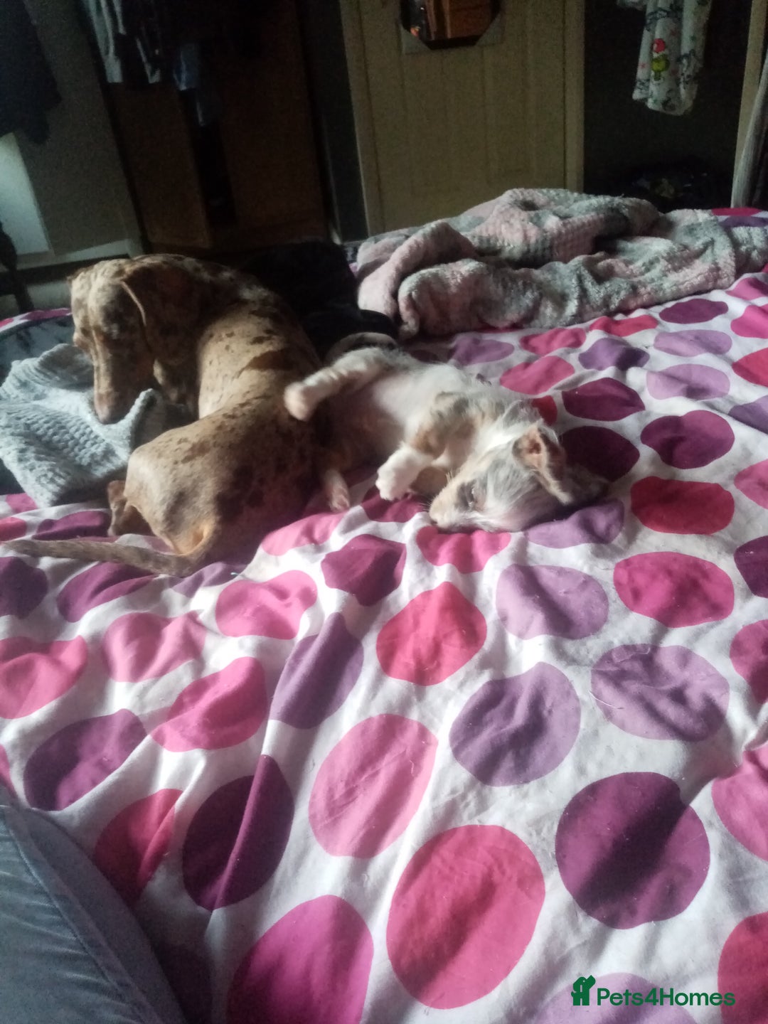 Mixed Breed dogs for sale: Miniature Dashound  - Advert 5