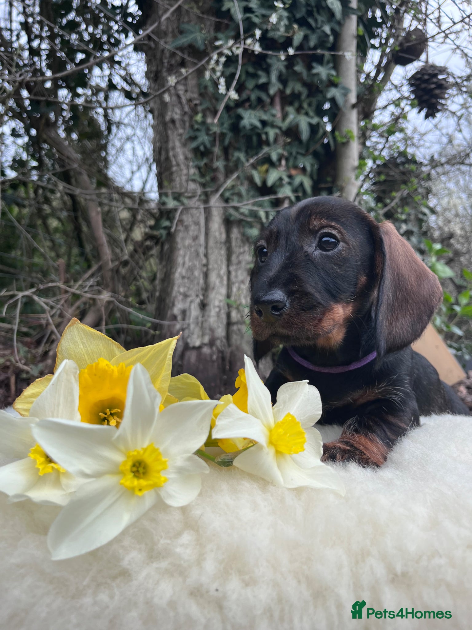 Dachshund dogs Outstanding KC Wire haired Dachshunds  - Advert 10