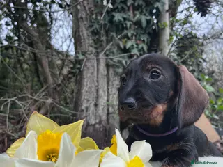 Dachshund dogs Outstanding KC Wire haired Dachshunds - Advert 10