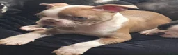 Boston Terrier dogs for sale: Ready now Stunning KC Boston Terrier puppies - Advert 8