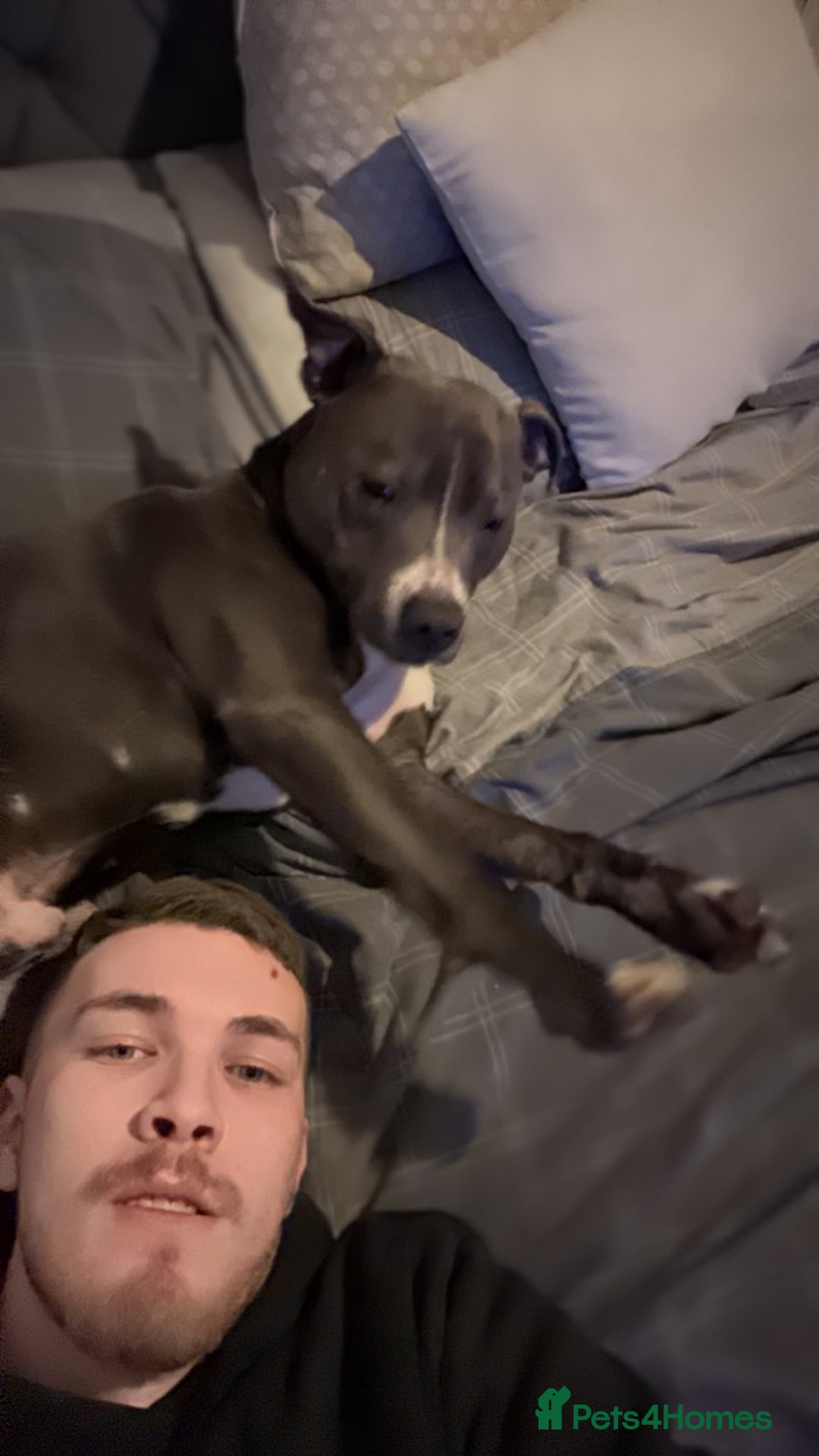 Staffordshire Bull Terrier dogs for sale: Blue  - Image 4