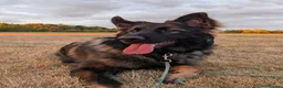 German Shepherd dogs for sale: Rehome German Shepherd in Sheffield - Advert 2