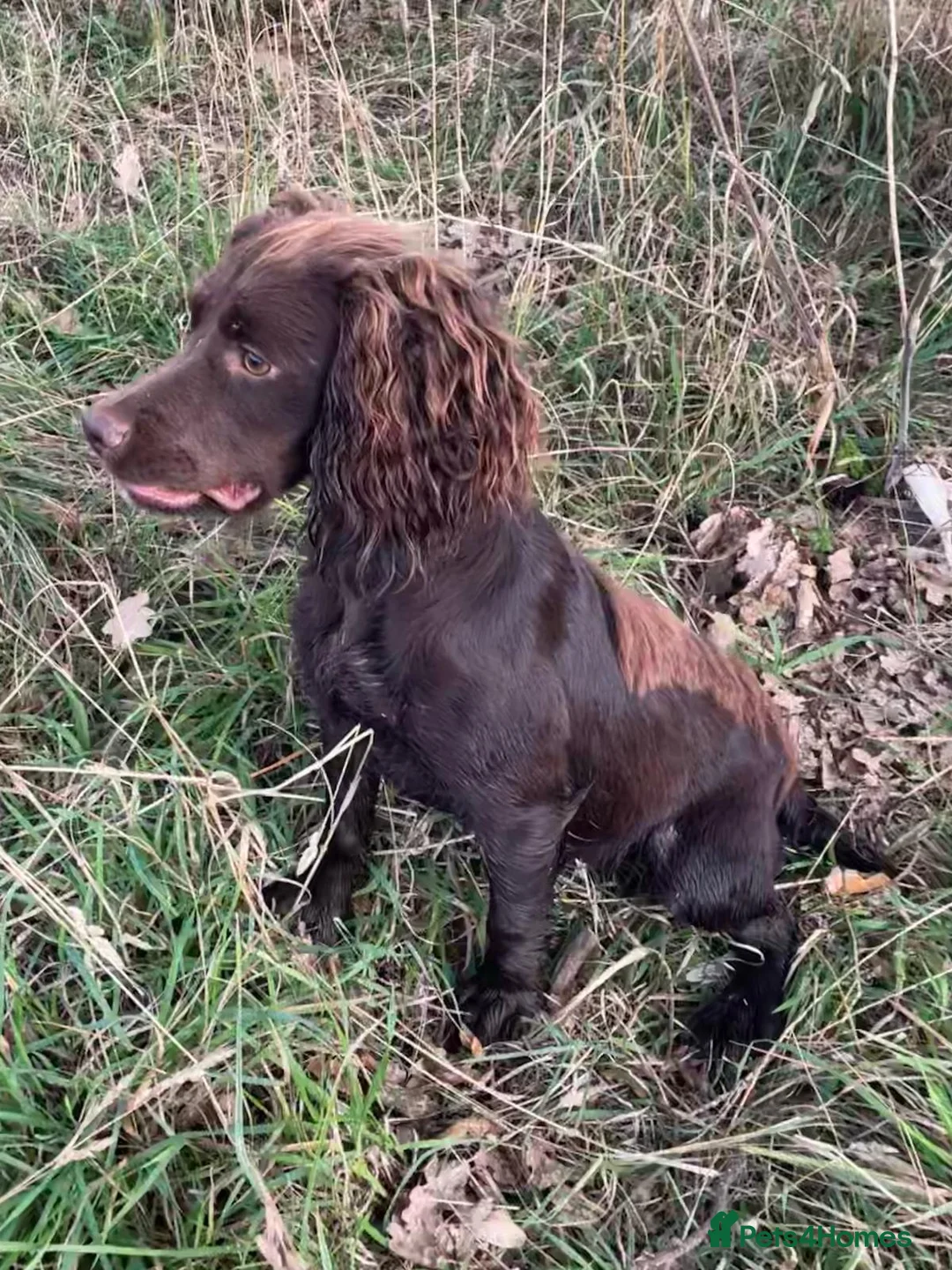 Cocker Spaniel dogs for sale: Working cocker spaniel puppies  in Lichfield - Advert 1