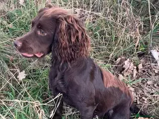 Cocker Spaniel dogs Working cocker spaniel puppies - Advert 2