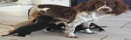 Mixed Breed dogs for sale: Springador puppies for sale.  - Advert 26