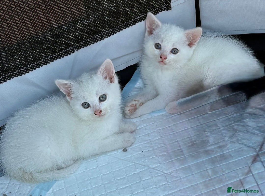 British Shorthair cats for sale: Adorable Kittens! - Image 19