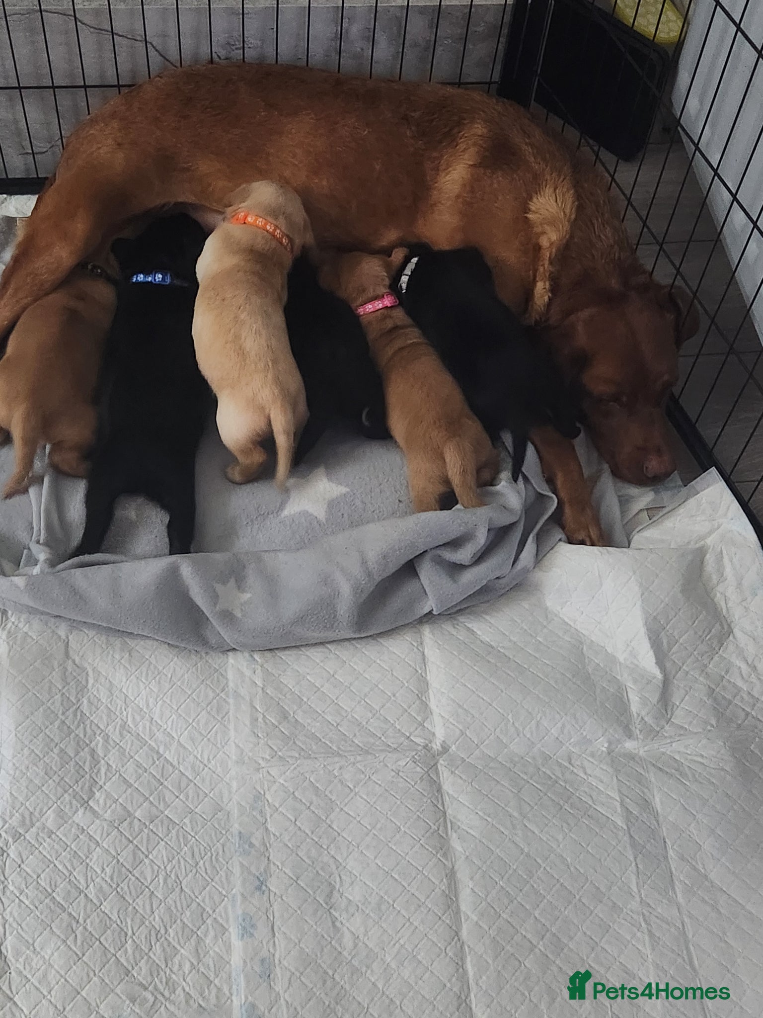Labrador Retriever dogs 6 puppies - Advert 3