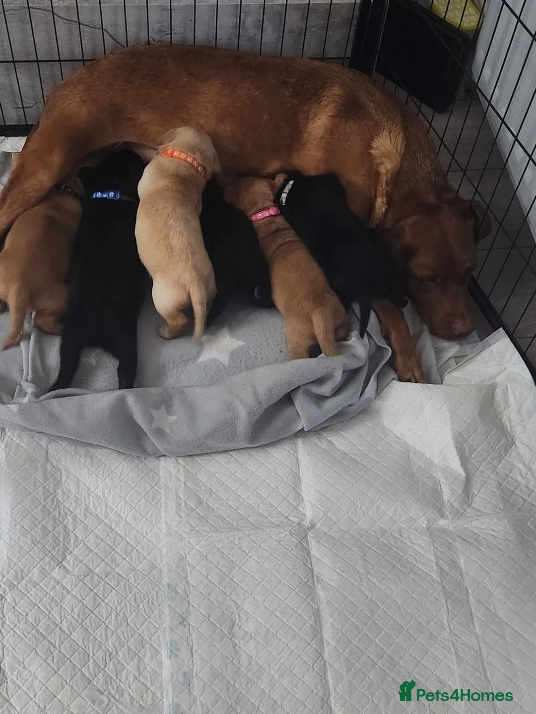 Labrador Retriever dogs for sale: 6 puppies in Houghton le Spring - Advert 1