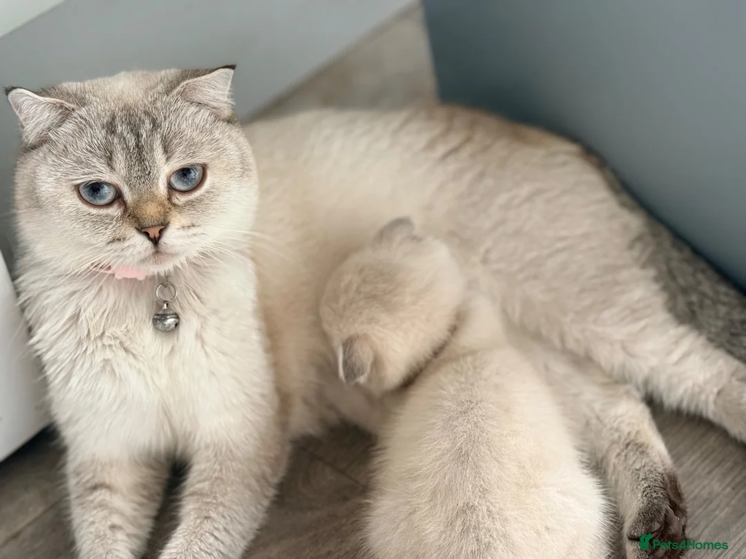 Scottish Fold cats for sale: Scottish Fold X Lilac Ragdoll twins ❤️  - Advert 2