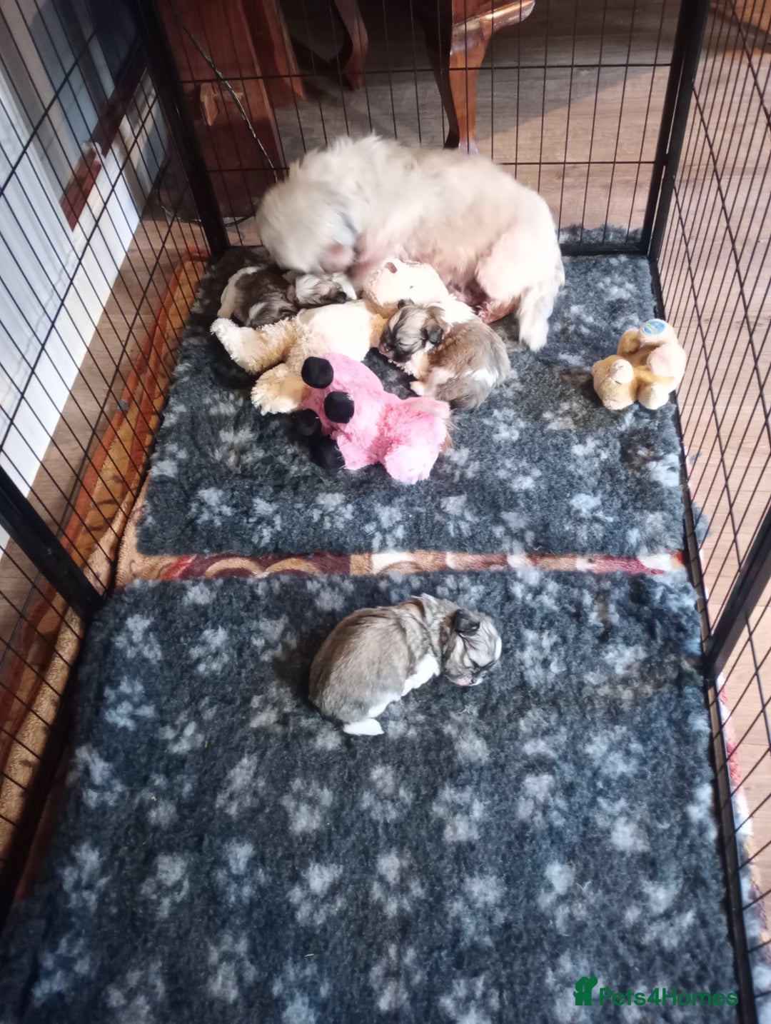 Lhasa Apso dogs for sale: LHASA APSO PUPPIES - Advert 2