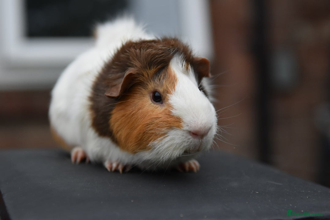 Guinea Pig rodents for sale: 9 Month Old Male Guinea Pigs Looking For Homes in Wigan - Image 17
