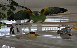Parrots birds for sale: Blue Fronted Amazon  - Image 2