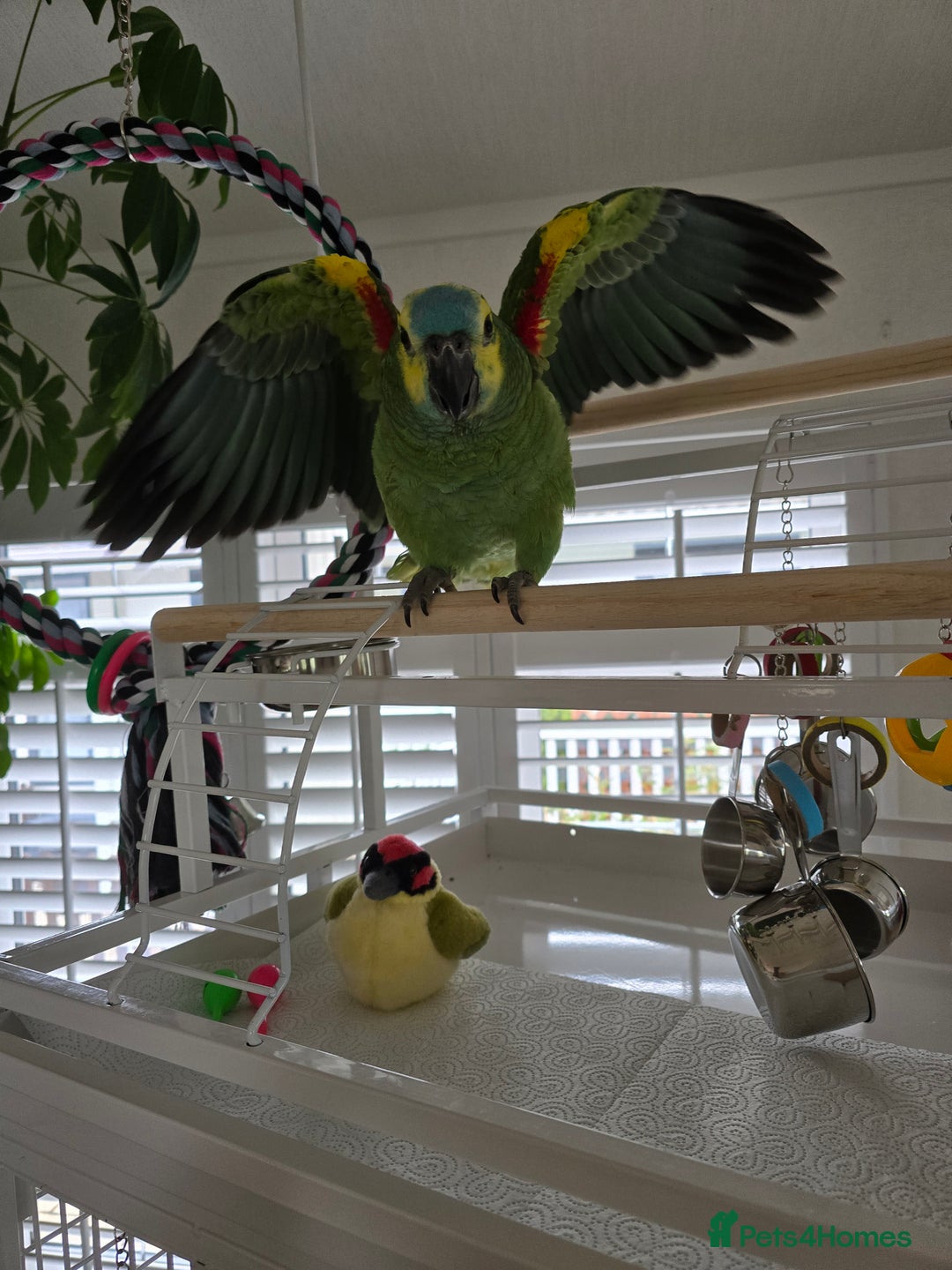 Parrots birds for sale: Blue Fronted Amazon  - Image 2