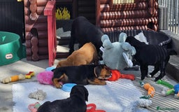 Bocker dogs for sale: Beautiful Bocker Boys - Ready Now - Image 12
