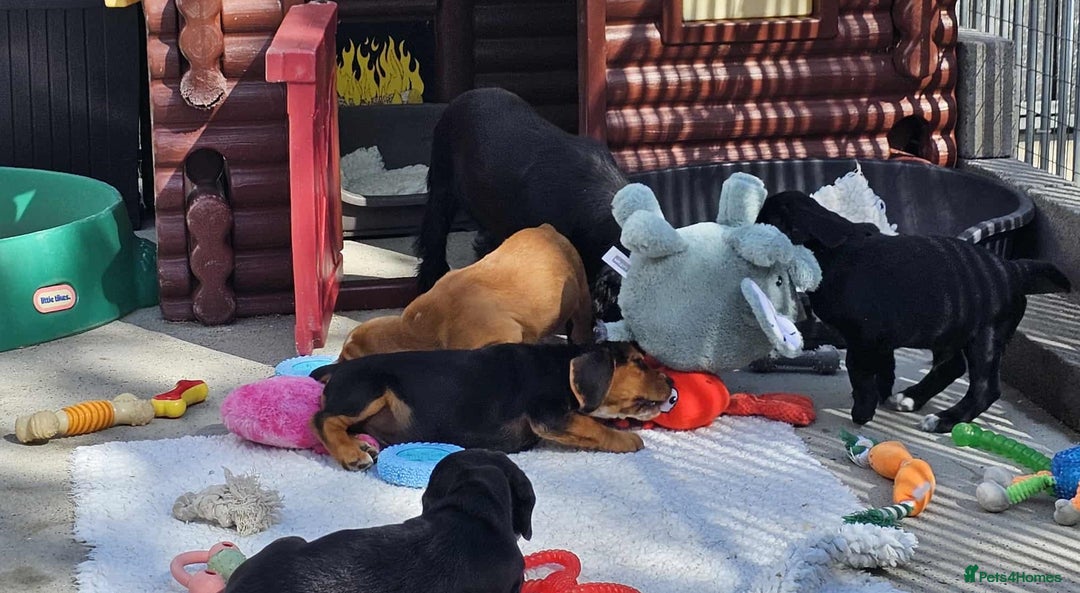 Bocker dogs for sale: Beautiful Bocker Boys - Ready Now - Image 12