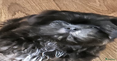 Shih Tzu dogs - Advert 7