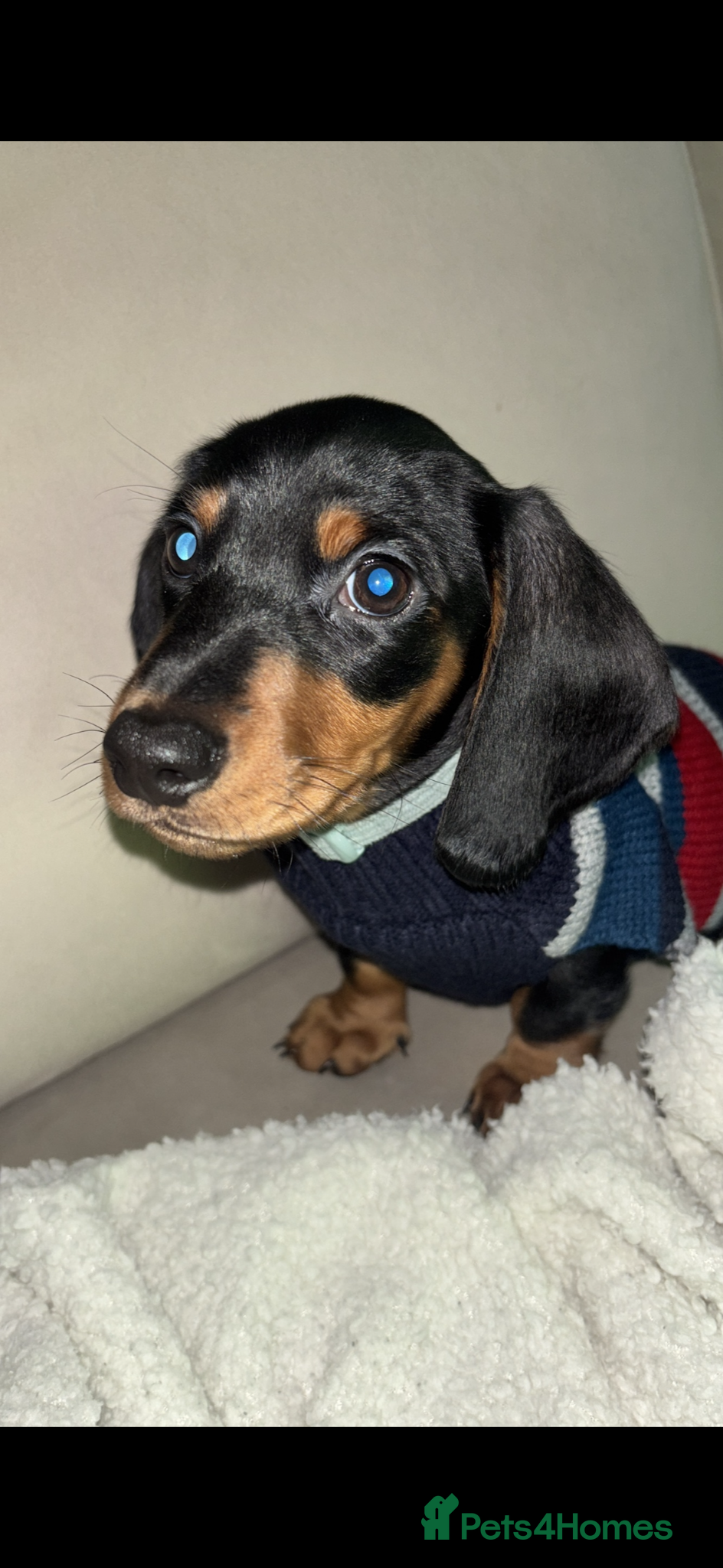 Dachshund dogs for sale: 7 month old puppy in Prenton - Advert 2