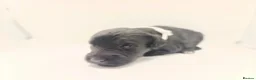 Schnoodle dogs for sale: Exceptional F1 Blue Schnoodle Puppies  - Advert 15
