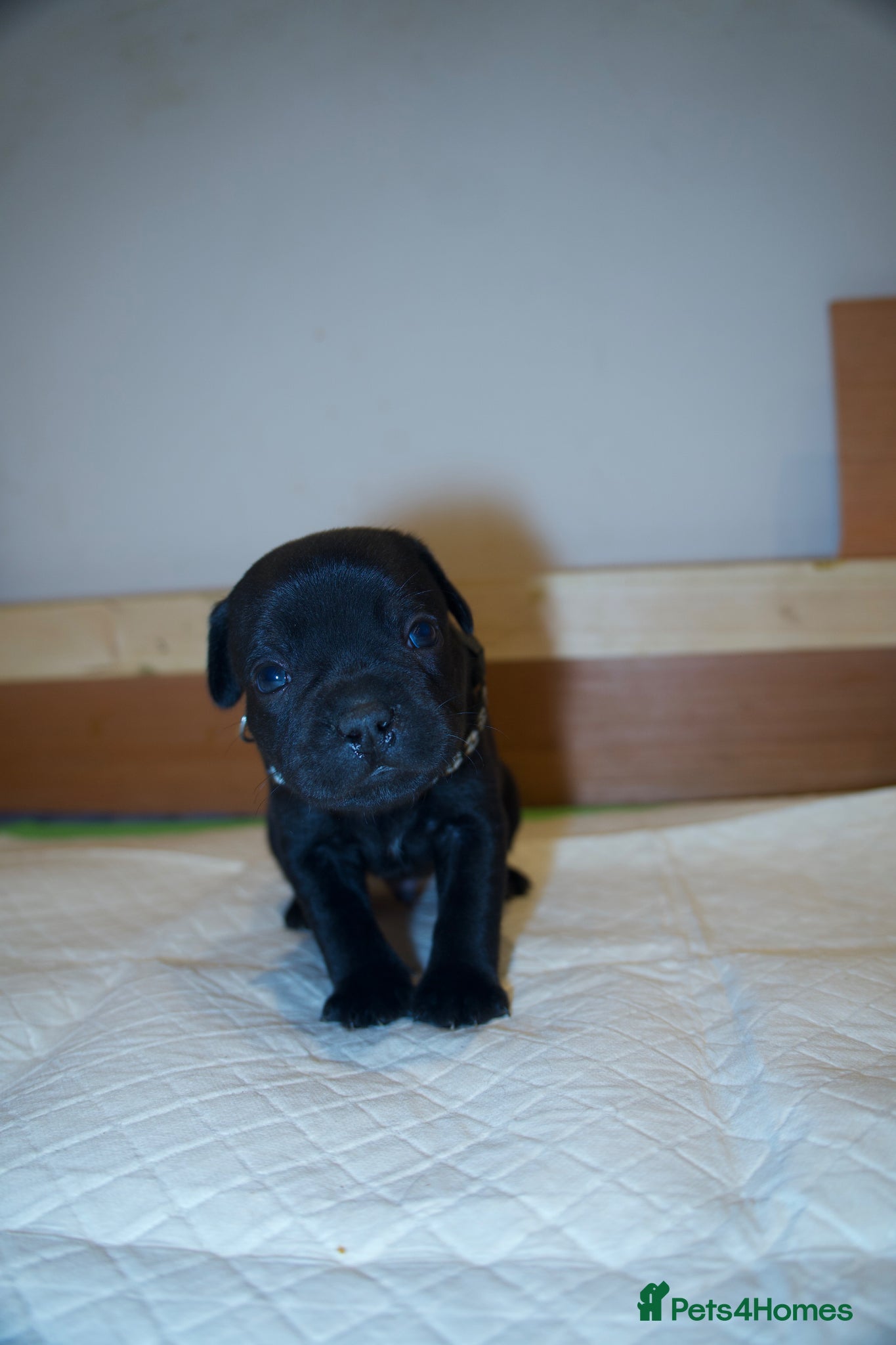 Staffordshire Bull Terrier dogs Staffy puppies looking for their forever homes - Advert 2