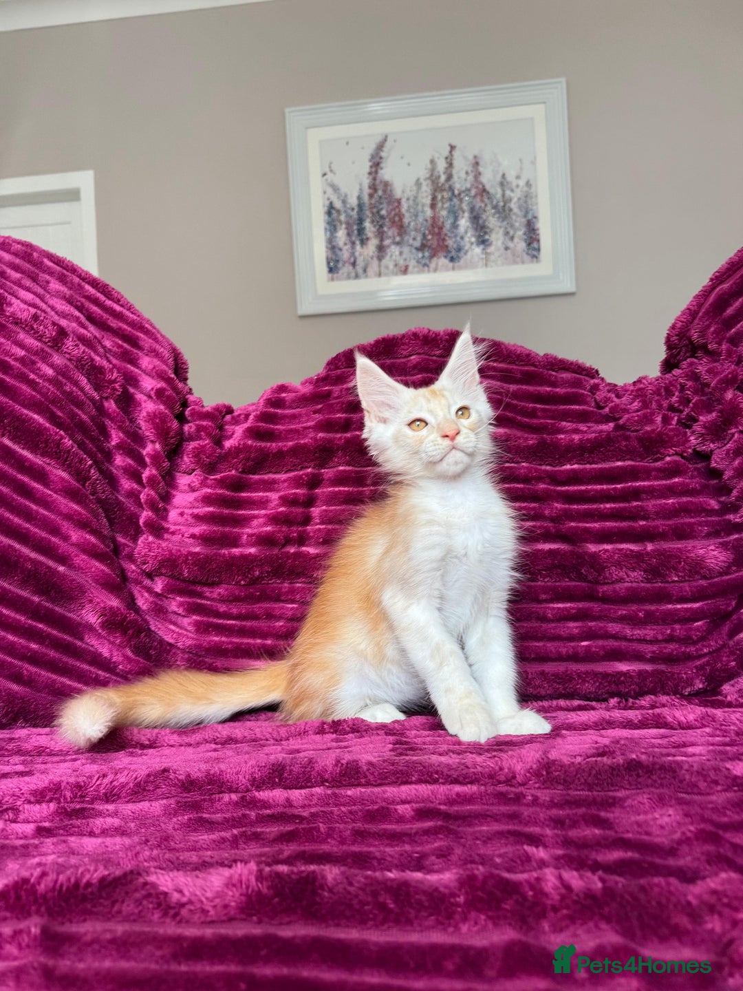 Maine Coon cats for sale: XXL Russian bloodline Maine Coon Kittens 20+Gen!🏆 - Image 36