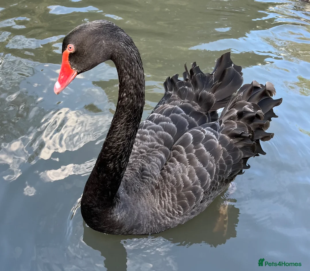 Mixed Breed birds for sale: Australian Black Swan Hatching  in Aylesford - Advert 1