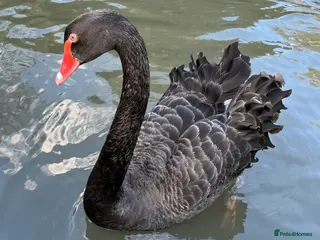 Mixed Breed birds Australian Black Swan Hatching - Advert 1