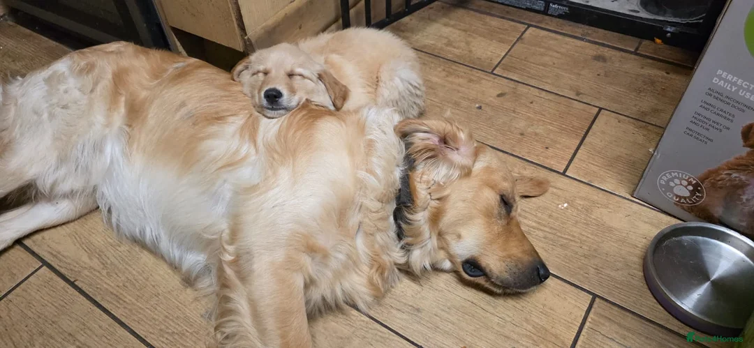 Golden Shepherd dogs for sale: Golden shepherd girl - Advert 14