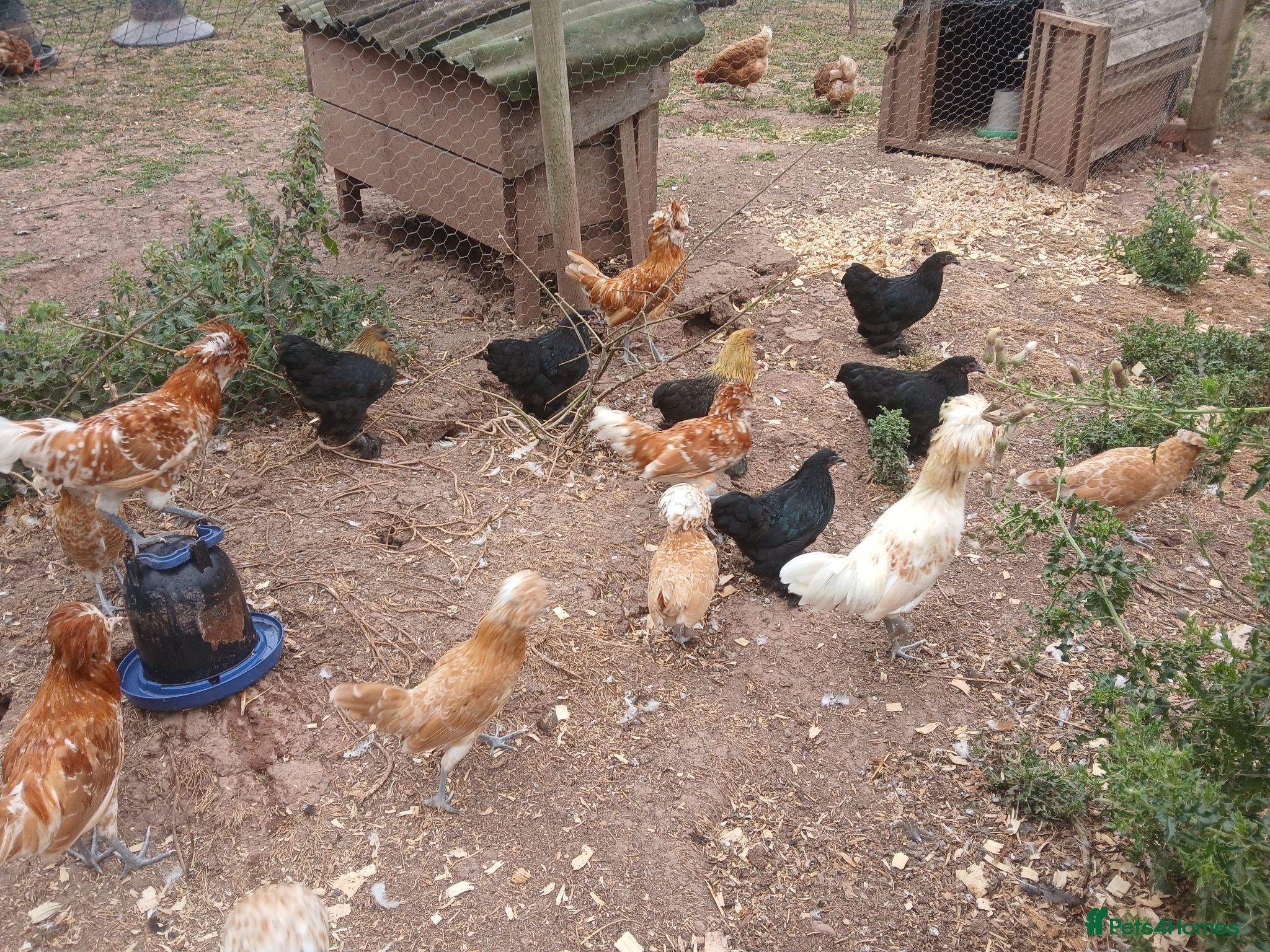 Chickens poultry Pekin bantam pullets - Advert 1