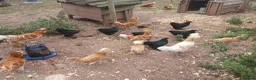 Chickens poultry for sale: Pekin bantam pullets - Advert 1