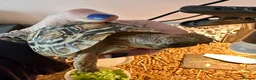 Tortoise reptiles for sale: Leopard Tortoise With Table and Lights etc - Advert 4