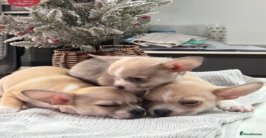 Chihuahua dogs - Advert 1