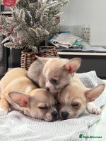 Chihuahua dogs - Advert 1