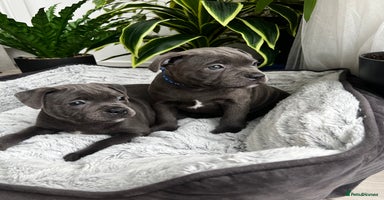 Staffordshire Bull Terrier dogs in Wolverhampton - Advert 12