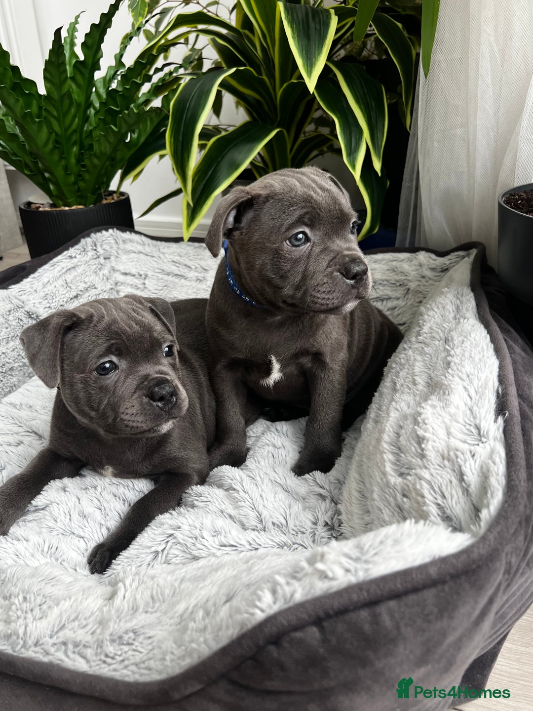 Staffordshire Bull Terrier dogs for sale: 🔷 Pharaon Champion Line Pups 🔷 in Wolverhampton - Image 2