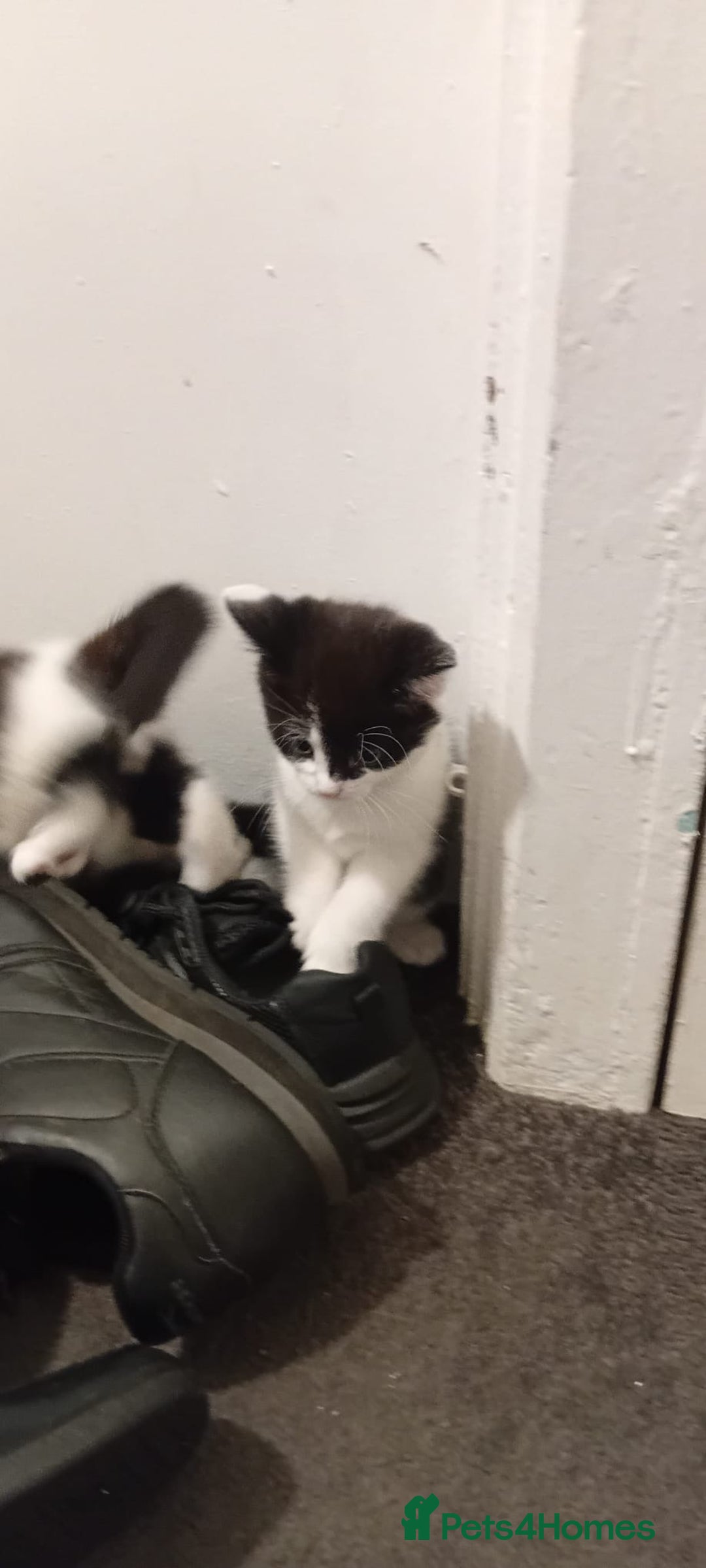 British Shorthair cats for sale: Black and white cat - Advert 10