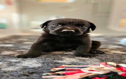 Labrador Retriever dogs for sale: THE LAST 4 KC HEALTH TESTED LABS READY TO NOW.  - Image 28