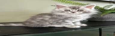 Maine Coon Kitten 4