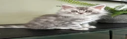 Maine Coon cats for sale: Beautiful Mainecoon kittens  - Advert 8