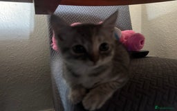 Ragdoll cats for sale: Kitten for sale last little boy - Image 2
