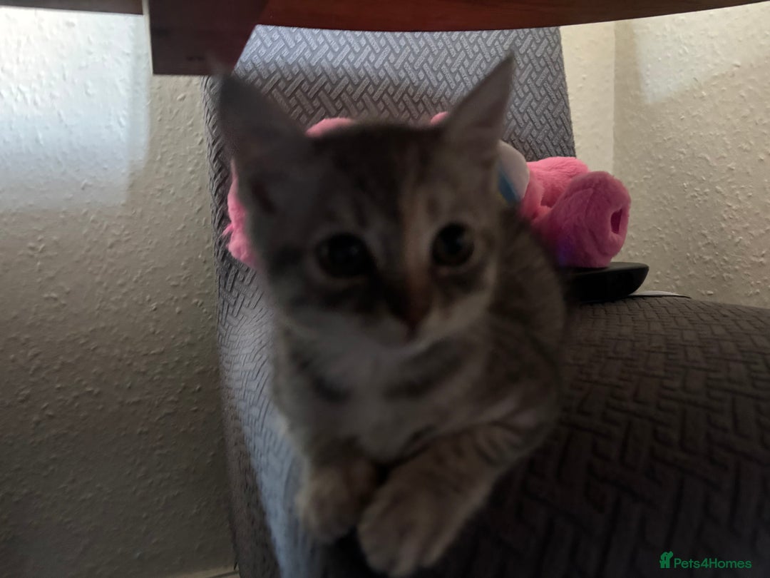 Ragdoll cats for sale: Kitten for sale last little boy - Image 2