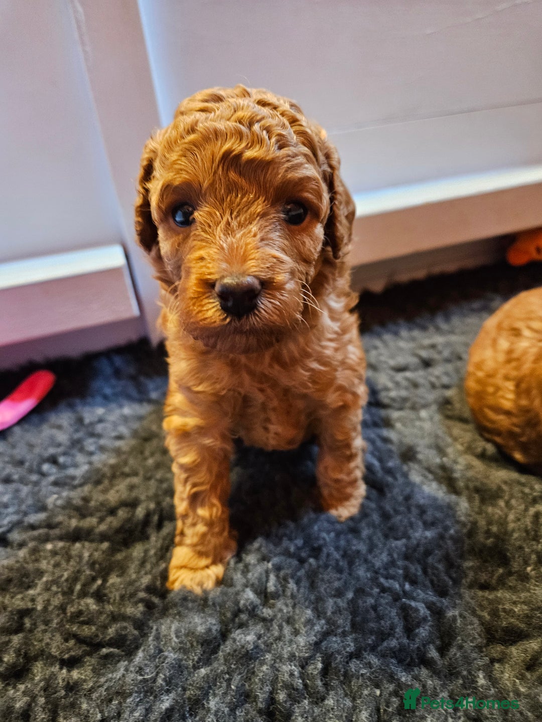 Miniature Poodle dogs for sale: Beautiful Health Tested Poodles - Advert 39