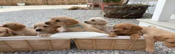 Labrador Retriever dogs for sale: 8 Labrador puppy’s for sale  - Advert 21